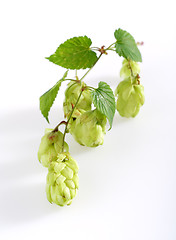 Image showing Wild Hop sprout