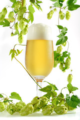 Image showing Beer in glass with hop sprouts