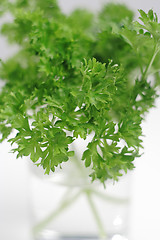 Image showing Bunch of the parsley's leaves