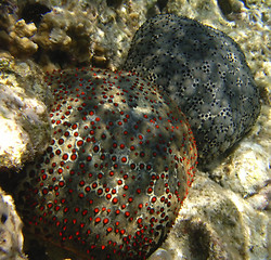 Image showing two big starfishes underwater