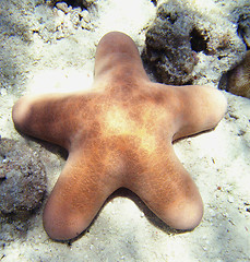 Image showing Starfish