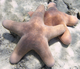 Image showing two big starfishes underwater