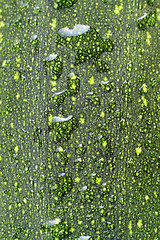 Image showing Zucchini peel with water drops