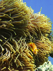 Image showing anemona and clown fish