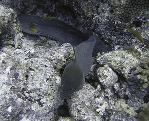 Image showing Giant moray eel
