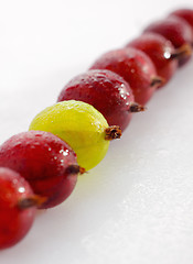 Image showing Red and yellow gooseberries in a row