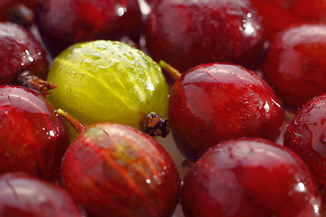 Image showing Yellow gooseberry among red gooseberries