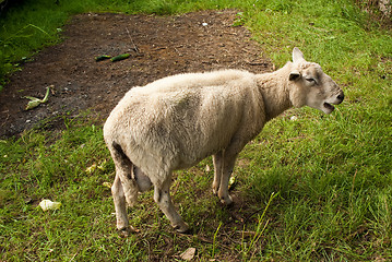 Image showing Lonesome sheep