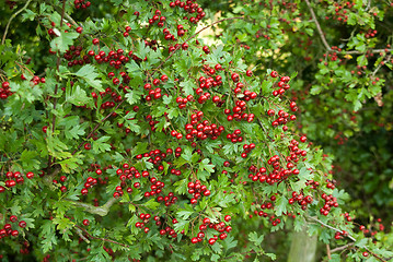 Image showing Red Berries