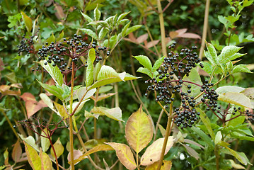 Image showing Elderberries