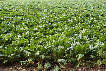 Image showing Green Vegetables