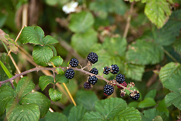 Image showing Black Berries