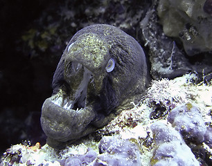 Image showing Giant moray eel