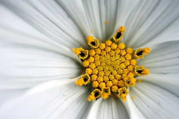 Image showing sonata cosmos white