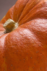 Image showing Pumpkin