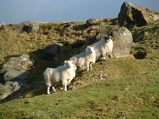 Image showing THREE AMIGOS