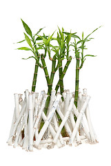 Image showing Bamboo