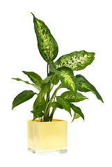 Image showing Houseplant