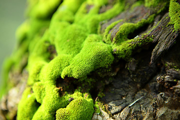 Image showing moss