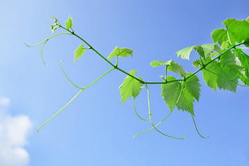 Image showing vine leaves and tendrils with blue sky background