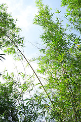 Image showing Bamboo forest
