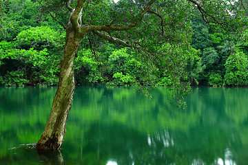 Image showing tree on water
