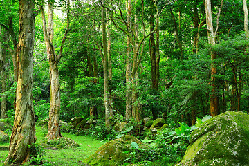 Image showing jungle