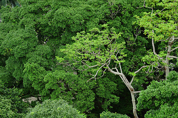 Image showing forest view from high