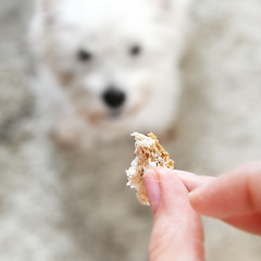 Image showing West highland white terrier