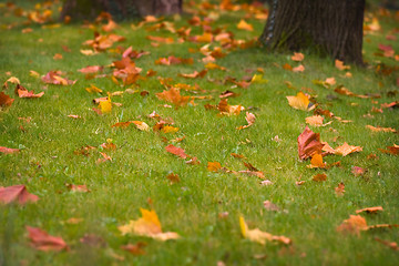 Image showing Autumn leaves