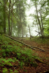 Image showing Mystical forest