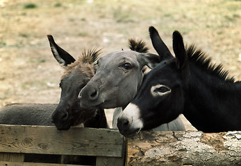 Image showing Donkeys