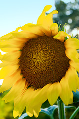 Image showing Sunflower