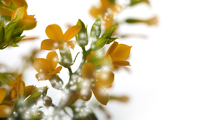 Image showing Magical flowers