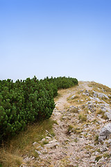 Image showing Pine trees