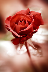 Image showing Red rose