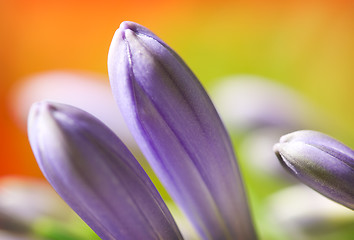 Image showing Flower macro