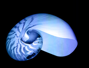 Image showing Nautilus shell