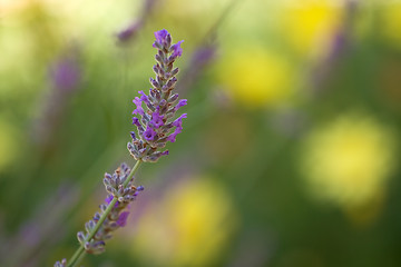 Image showing Lavender flowers background