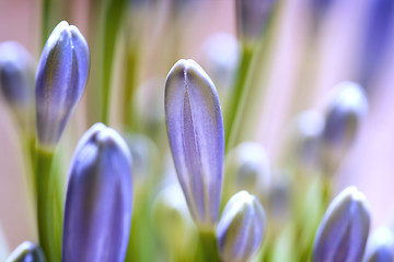 Image showing Flower background