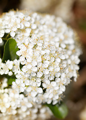 Image showing Spring flowers