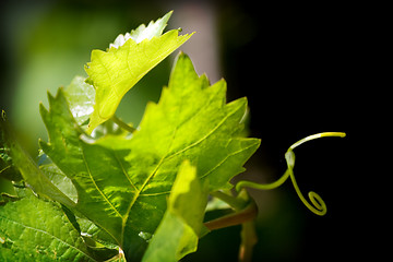 Image showing Grape plant