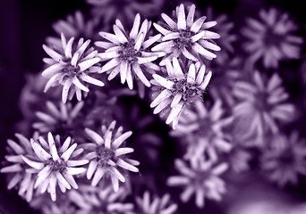 Image showing Dry flowers