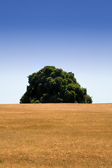 Image showing Tree