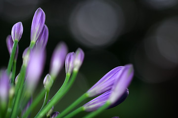 Image showing Flower macro