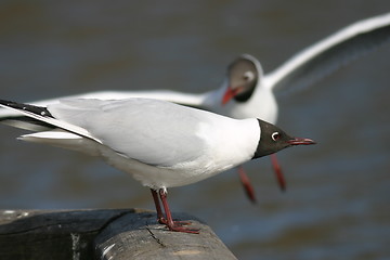 Image showing Black-headed Gull