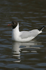 Image showing Black-headed Gull