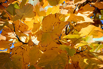 Image showing Colorful leaves