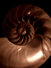 Image showing Nautilus shell