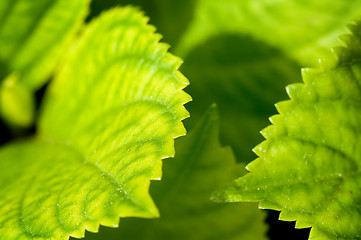 Image showing Green leaves